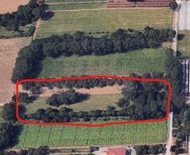 Terreno pianeggiante 4200mq