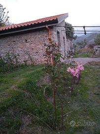 Oasi agricola  con rudere, sorgente , ulivi .