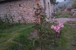 Oasi agricola  con rudere, sorgente , ulivi .