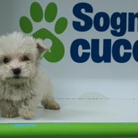 Maltese "mini toy" disponibile per la consegna