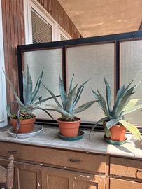 Agave altezza 35 cm 20 euro l’una a Bergamo