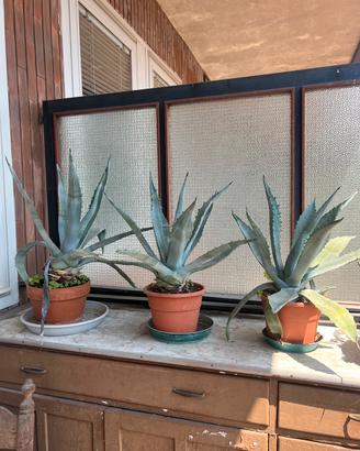 Agave altezza 35 cm 20 euro l’una a Bergamo