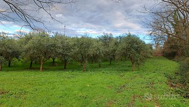 Uliveto 60 piante Orentano PISA