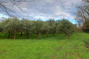 Uliveto 60 piante Orentano PISA