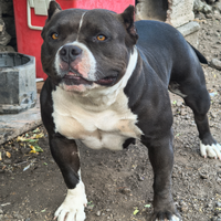 Femmina americana bully pochet