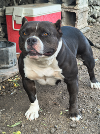 Femmina americana bully pochet