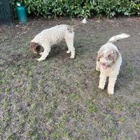 Lagotto romagnolo