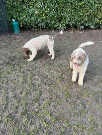 Lagotto romagnolo