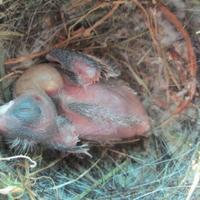 Cardellini e canarini