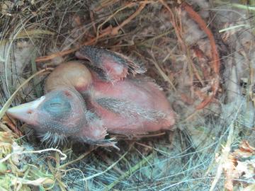 Cardellini e canarini