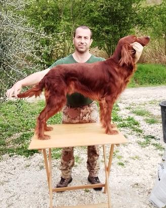 Maschio setter