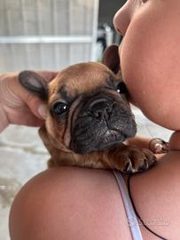 Bulldog francese esotico