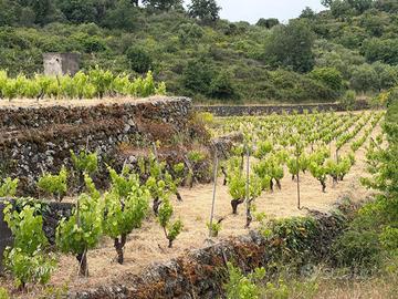 Vigneto a Tremestieri Etneo