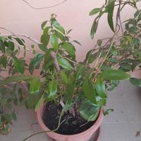 Tre piante