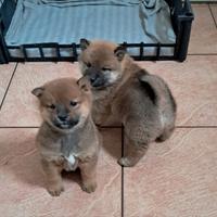 Shiba inu cuccioli