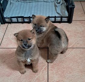 Shiba inu cuccioli