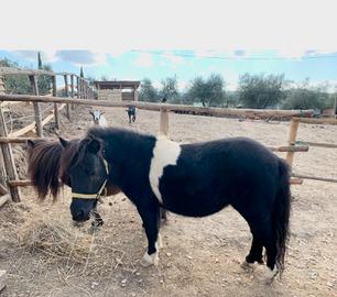 Pony femmina 7 anni