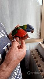 Pollo di lori arcobaleno moluccano