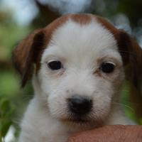 Jack Russell Terrier - Cuccioli Selezionati