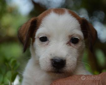 Jack Russell Terrier - Cuccioli Selezionati