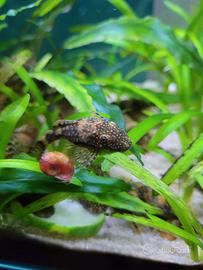 Ancistrus pesci pulitori