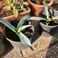 Piante di Agave americana in vaso