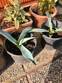 Piante di Agave americana in vaso