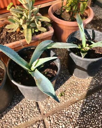 Piante di Agave americana in vaso