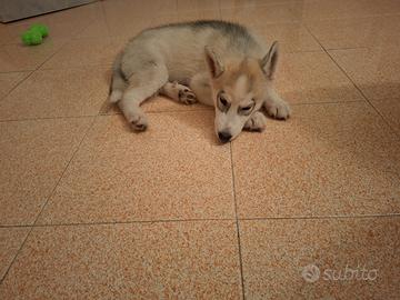 Husky