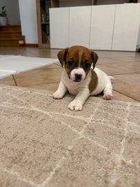 Cucciola Jack Russell Terrier