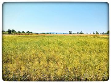 9000m² di Terreno Agricolo A Giugliano Sorbe Rosse