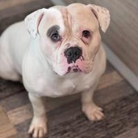 American bully di 6 anni x monta