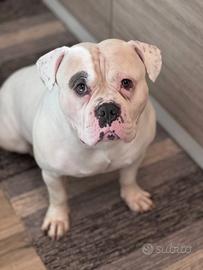 American bully di 6 anni x monta