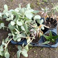 5 vasi di piante grasse miste 