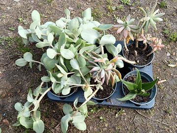 5 vasi di piante grasse miste 