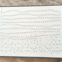 formiche FABIO VETTORI