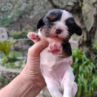 Cuccioli maschi e femmine blenheim e tricolor