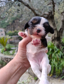 Cuccioli maschi e femmine blenheim e tricolor