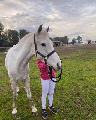 Pony