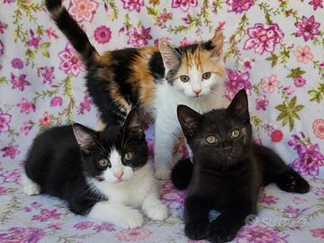 4 gattini dolce, affetuoso e ama le cockle