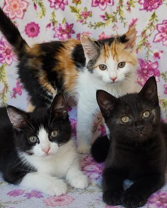 4 gattini dolce, affetuoso e ama le cockle