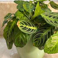 Maranta lemon lime