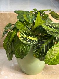 Maranta lemon lime