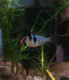 Mikrogeophagus Ramirezi German Blue