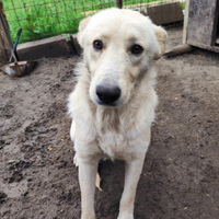 Adozione gratuita Nelly