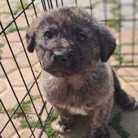 Cucciolo futura taglia piccolo/media