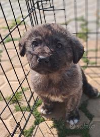 Cucciolo futura taglia piccolo/media