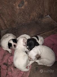 Cuccioli setter puri