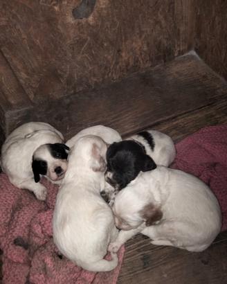 Cuccioli setter puri