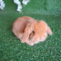 Coniglietti nani ariete